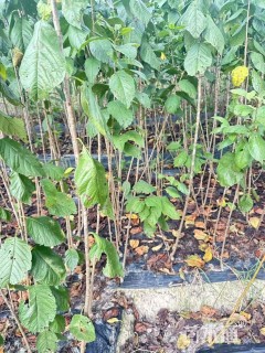 高度100厘米樱桃小苗