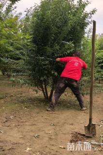 高度300厘米丛生山桃