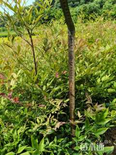 高度50厘米南天竹