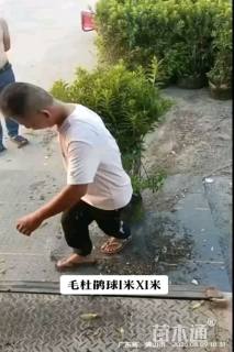 冠幅75厘米杜鹃球