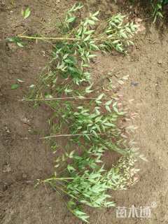 高度30厘米南天竹