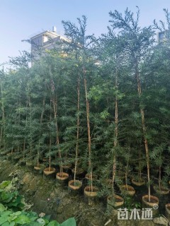 高度1.5厘米多花红千层