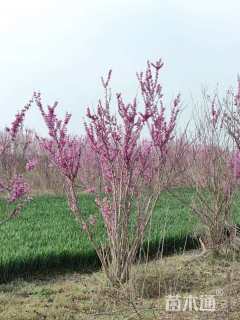 高度250厘米丛生紫荆