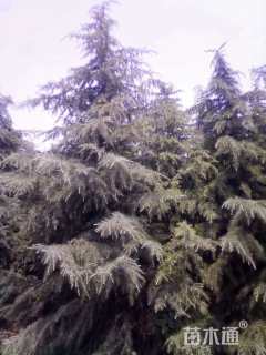 高度900厘米雪松