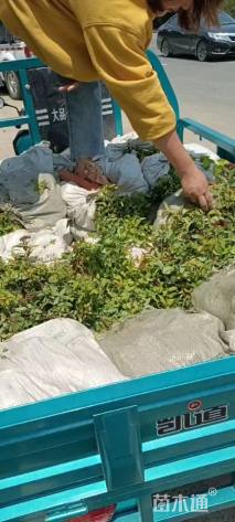 高度15厘米金焰绣线菊