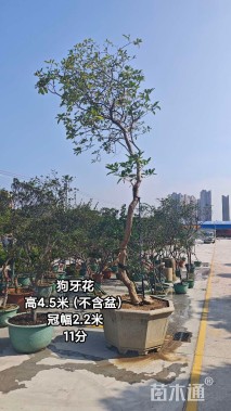 高度450厘米狗牙花