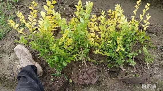 冠幅50厘米金叶女贞球