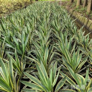 高度50厘米剑麻