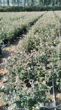 高度40厘米蓝莓