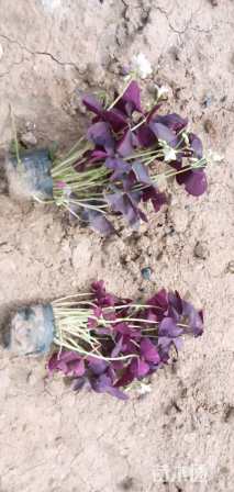高度15厘米紫叶酢浆草