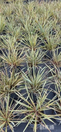 高度20厘米丝兰