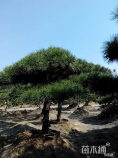 20公分造型油松