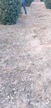 冠幅180厘米大叶黄杨球