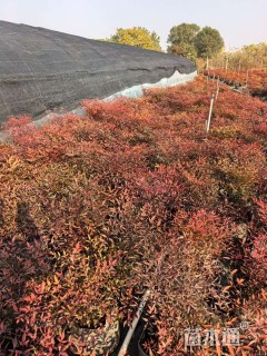 高度60厘米南天竹