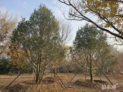 高度800厘米白皮松