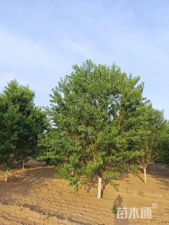 10公分青叶碧桃