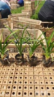 高度15厘米大花萱草