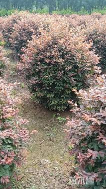 高度150厘米红叶李球