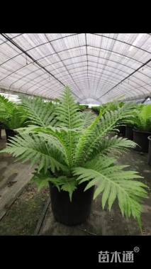 高度50厘米富贵蕨