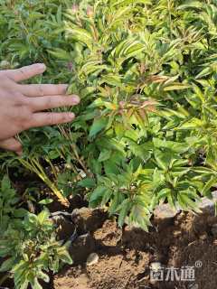 高度25厘米芍药