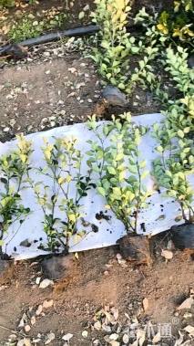 高度70厘米卫矛