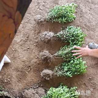 高度50厘米金叶女贞