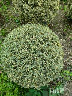 高度100厘米金姬小蜡