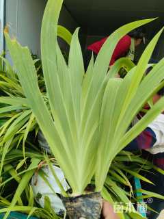 高度25厘米蓝花鸢尾