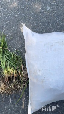 高度30厘米韭兰