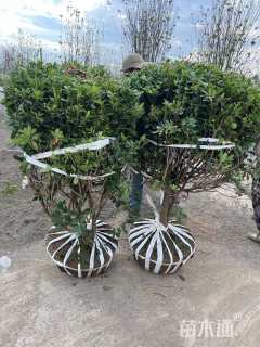 冠幅120厘米海桐球