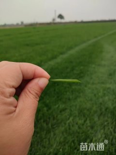 黑麦草