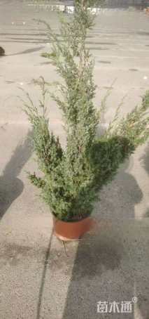 高度60厘米刺柏