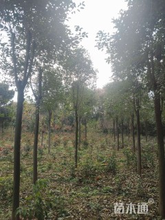 10公分大叶女贞