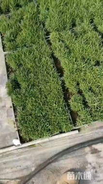 高度10厘米欧石竹