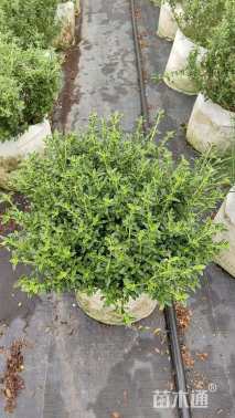 高度25厘米金边六月雪