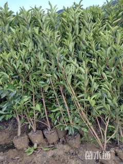 高度200厘米珊瑚树