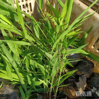 高度35厘米小盼草