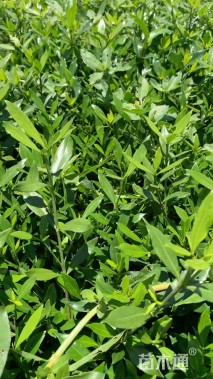 高度20厘米小叶栀子