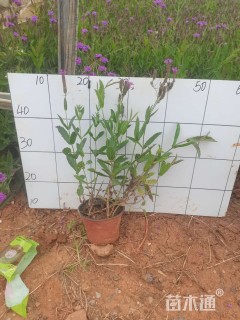 高度25厘米马鞭草