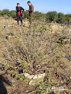 高度80厘米红王子锦带球