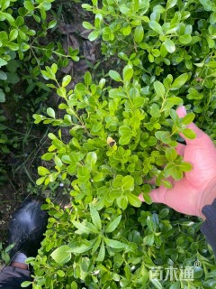 高度40厘米小叶黄杨