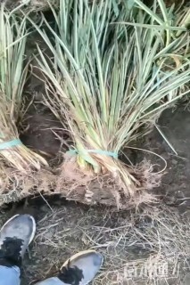 高度20厘米花叶玉蝉花