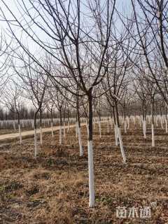 10公分白兰地海棠