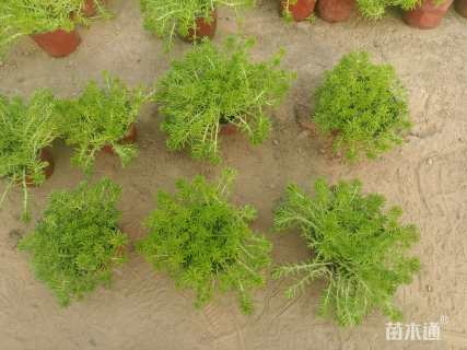 高度10厘米佛甲草