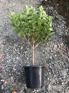 高度100厘米圆锥绣球