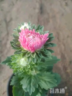 高度22厘米翠菊