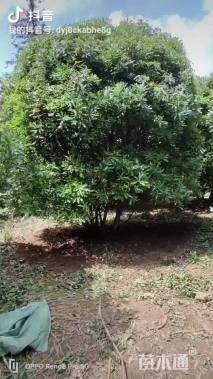 高度400厘米乌梅