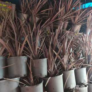 高度50厘米朱蕉