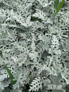 高度10厘米银叶菊