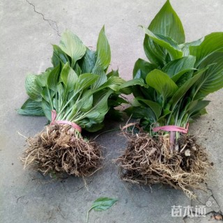 高度20厘米紫花玉簪